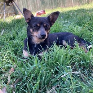 Meet your Posher, Maserati